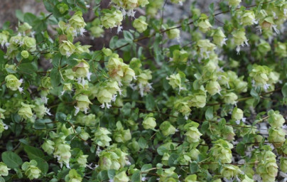 Oreganový olej (Origanum minutiflorum) Oreganový olej (Origanum minutiflorum)